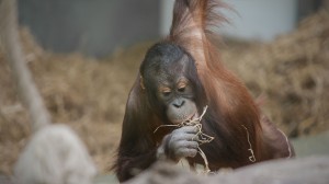 169 IMG 4514 300x168 Orang Utan 16:9